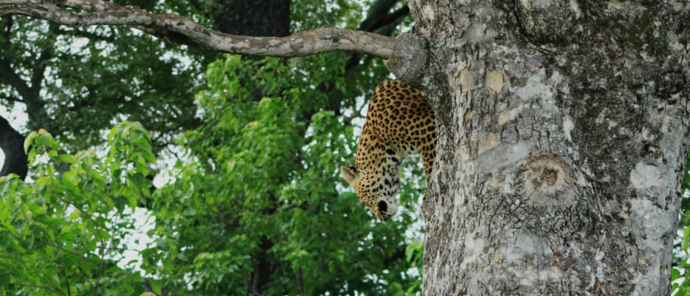 Machaba Monachira Camp Wildlife Sightings March 2026 Leopard In A Tree