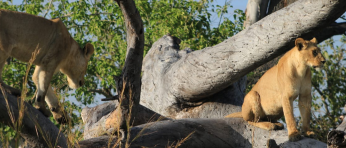 Machaba Verneys Camp Wildlife Sightings June 2026 Lionesses On A Tree Trunk