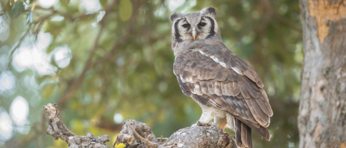 Machaba Botswana Okavango Delta Machaba Camp Sightings February 2020 Owl Machaba Botswana Okavango Delta Machaba Camp Sightings February 2020 Owl