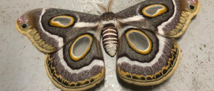 Machaba Zimbabwe Hwange Verneys Camp Sighting February 2020 Insect Machaba Zimbabwe Hwange Verneys Camp Sighting February 2020 Insect