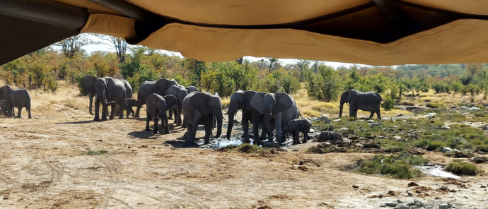 Machaba Safaris Zimbabwe Hwange National Park Deteema Springs Wildlife Sightings June 2022 Elephant Herd At Waterhole Machaba Safaris Zimbabwe Hwange National Park Deteema Springs Wildlife Sightings June 2022 Elephant Herd At Waterhole