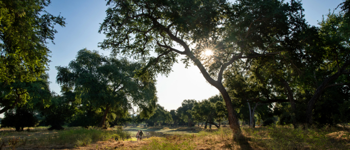 Machaba Safaris Zimbabwe Mana Pools National Park Mana River Camp Walking Safari 1 Machaba Safaris Zimbabwe Mana Pools National Park Mana River Camp Walking Safari 1