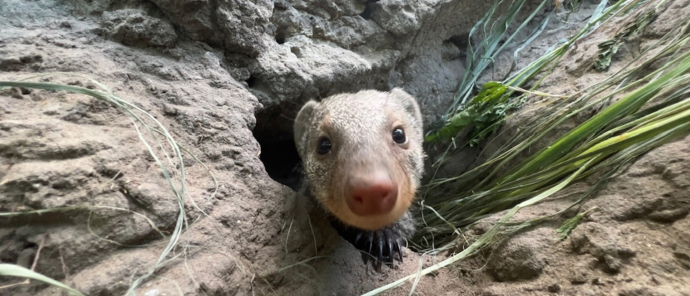 Botswana Okovango Delta Machaba Banded Mongoose Botswana Okovango Delta Machaba Banded Mongoose