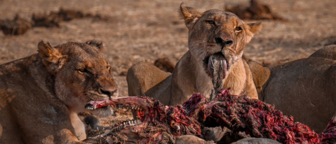 Machaba Safaris Deteema Springs Lions Feeding Machaba Safaris Deteema Springs Lions Feeding