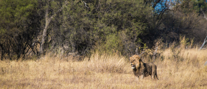 Machaba Safaris Machaba Camp Lions Machaba Safaris Machaba Camp Lions