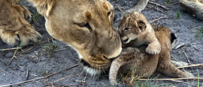 Machaba Safaris Kiri Camp Wildlife Sightings Lioness Cubs Machaba Safaris Kiri Camp Wildlife Sightings Lioness Cubs