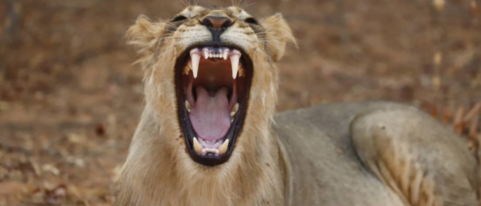 Machaba Mana River Camp Wildlife Sightings July 2025 Lion Roaring In Mana Pools Machaba Mana River Camp Wildlife Sightings July 2025 Lion Roaring In Mana Pools