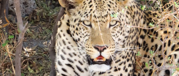 Machaba Kiri Camp Wildlife Sightings August 2025 Leopard Resting Under Thicket Machaba Kiri Camp Wildlife Sightings August 2025 Leopard Resting Under Thicket