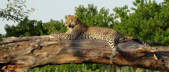 Machaba Gomoti Plains Camp Wildlife Sightings March 2026 Leopard On A Tree Trunk