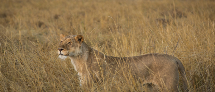 Botswana Okavango Gomoti Sightings July 2021 Lioness Botswana Okavango Gomoti Sightings July 2021 Lioness