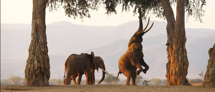 Willdife Sightings Mana River Camp Zimbabwe September 2024 Boswell Willdife Sightings Mana River Camp Zimbabwe September 2024 Boswell