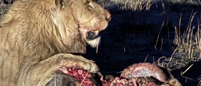 Machaba Kiri Camp November Sightings Lion Eating Warthog Machaba Kiri Camp November Sightings Lion Eating Warthog