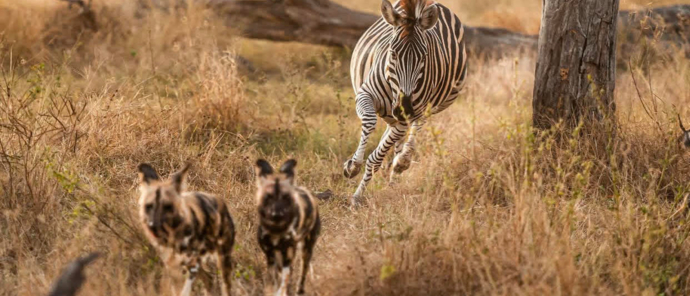 Machaba Safaris   Machaba Camp Wildlife Sightings   May 2025   Wild Dogs Machaba Safaris   Machaba Camp Wildlife Sightings   May 2025   Wild Dogs