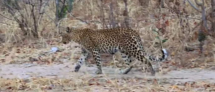 Machaba Ingwe Pan Camp Wildlife Sightings July 2025 Leopard Sighting In Mana Pools National Park Machaba Ingwe Pan Camp Wildlife Sightings July 2025 Leopard Sighting In Mana Pools National Park