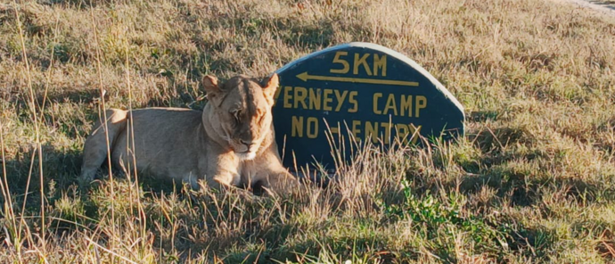 Machaba Verneys Camp Wildlife Sightings June 2026 Lionesses Sighting On Safari