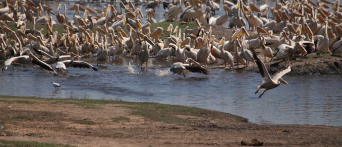 Botswana Chobe Ngoma Safari Lodge Sightings Birds 2019 October Botswana Chobe Ngoma Safari Lodge Sightings Birds 2019 October