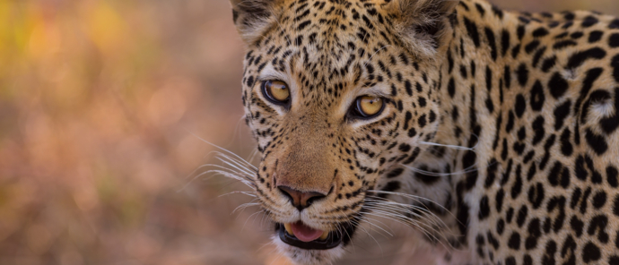 Machaba Botswana Okavango Delta Machaba Camp Leopard May Sightings 2020 Machaba Botswana Okavango Delta Machaba Camp Leopard May Sightings 2020