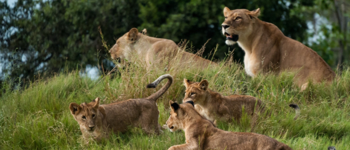 Machaba Kiri Camp Lioness Cubs Machaba Kiri Camp Lioness Cubs