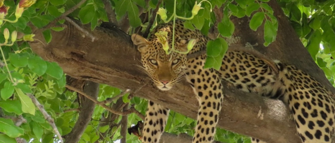 Machaba Kiri Camp Wildlife Sightings September 2025 Leopard In A Tree Machaba Kiri Camp Wildlife Sightings September 2025 Leopard In A Tree