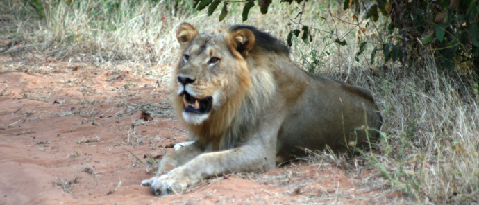 Machaba Ngoma Safari Lodge Wildlife Sightings May 2026 Lion In Chobe National Park