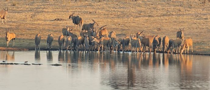 Machaba Verneys Camp Wildlife Sightings August 2026 Eland Antelope