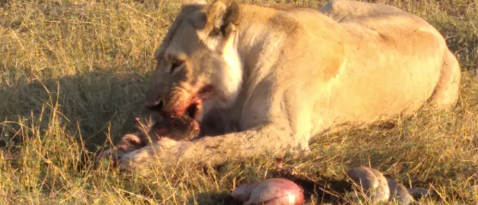 Botswana Okavango Delta Gomoti Plains August Sightings 2021 Female Lion Eating Botswana Okavango Delta Gomoti Plains August Sightings 2021 Female Lion Eating
