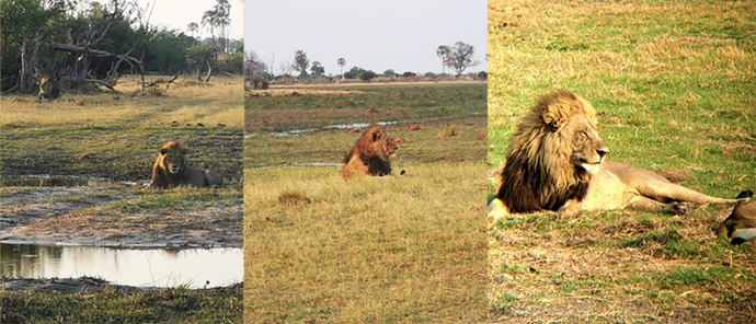 Machaba Safaris Botswana Gomoti Plains Lions Machaba Safaris Botswana Gomoti Plains Lions