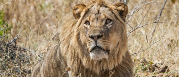 Zimbabwe Verneys Camp Lion Zimbabwe Verneys Camp Lion