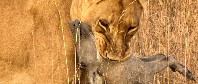 Lioness spotted with her Warthog kill Lioness spotted with her Warthog kill
