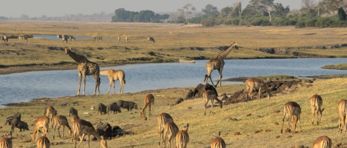 girrafes at machaba safaris girrafes at machaba safaris
