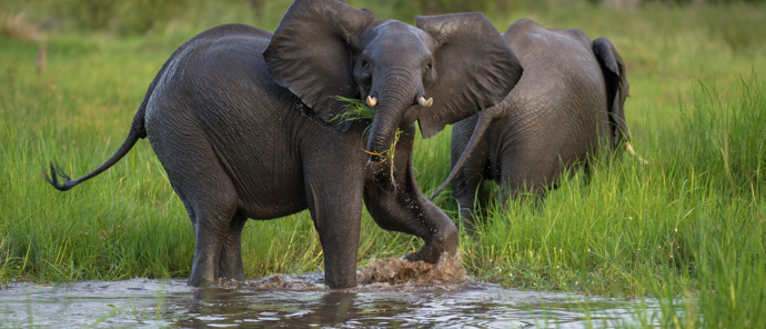 Machaba Safaris   Machaba Camp Wildlife Sightings   May 2025   Elephant Machaba Safaris   Machaba Camp Wildlife Sightings   May 2025   Elephant