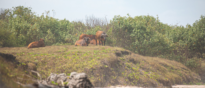 SETTE CAMAS COASTLINE FOREST BUFFALO 2