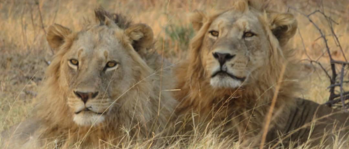 Machaba Gomoti Plains Camp Wildlife Sightings March 2026 Lion Brothers