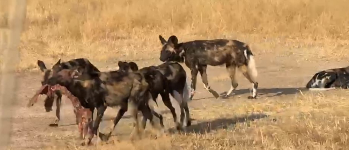 Machaba Ingwe Pan Camp Wildlife Sightings June 2026 African Wild Dogs Feeding