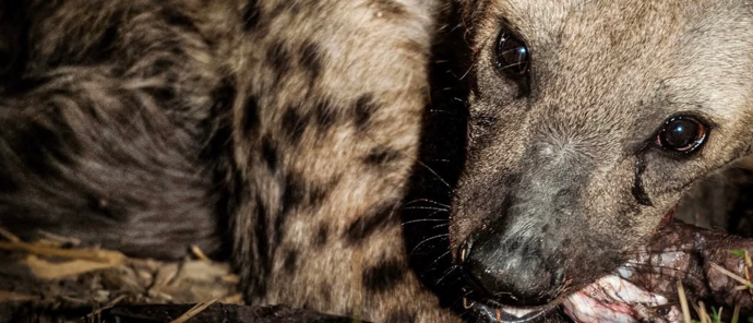 Machaba Camp Wildlife Sightings July 2026 Hyena Feeding