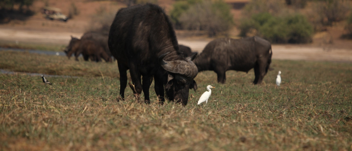 Machaba Botswana Chobe Ngoma Sighting June 2020 Body Image Buffalo Machaba Botswana Chobe Ngoma Sighting June 2020 Body Image Buffalo