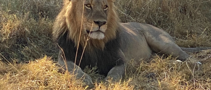 Gomoti Plains Wildlife Sightings Lion Gomoti Plains Wildlife Sightings Lion
