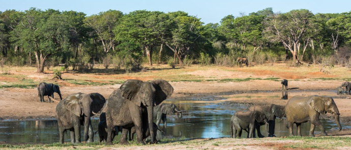 Elephants Zimbabwe.jpg Elephants Zimbabwe.jpg