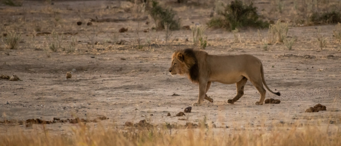 lion at deteema springs camp lion at deteema springs camp