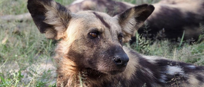 Machaba Gomoti Plains Wildlife Sightings February 2025 African Wild Dog At Gomoti Machaba Gomoti Plains Wildlife Sightings February 2025 African Wild Dog At Gomoti