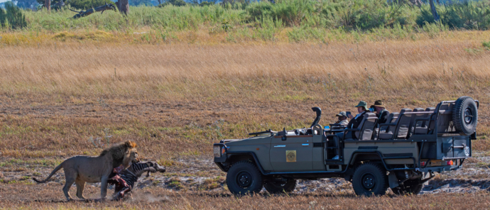 Machaba Safaris Okavango Delta Lion Kill Game Drive
