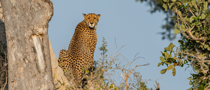 Machaba Kiri Camp Wildlife Sightings February 2026 Cheetah Next To Termite Mound