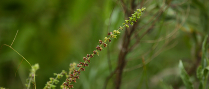 Botswana Monachira The Beauty Of Nature Vegetation