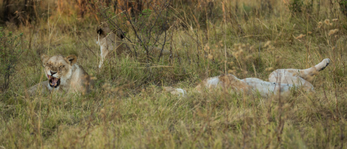 Machaba Camp Wildlife Sightings May 2026 Lions Sleeping On The Grass
