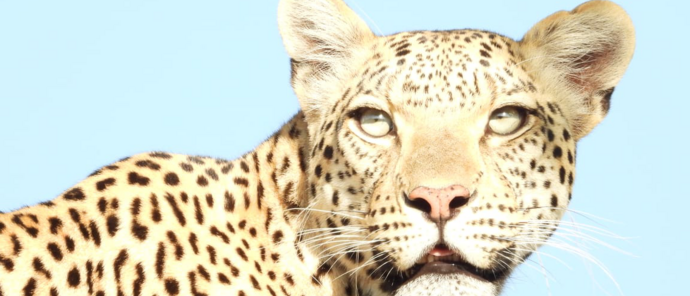 Machaba Mana River Camp Wildlife Sightings July 2026 Leopard In The Afternoon