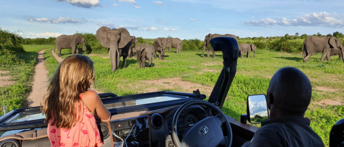 Machaba Botswana Chobe Ngoma Sighting January 2020 Elephant Machaba Botswana Chobe Ngoma Sighting January 2020 Elephant
