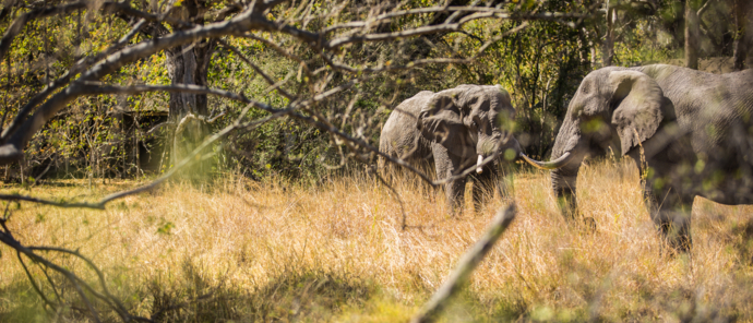 Machaba Botswana Okavango Delta Machaba Camp Sightings March 2020 Elephant Machaba Botswana Okavango Delta Machaba Camp Sightings March 2020 Elephant