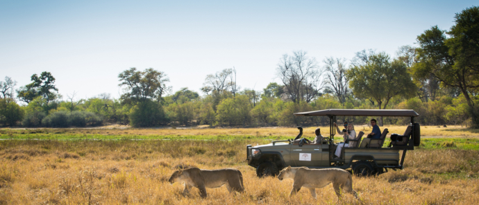 Machaba Camp Botswana Wildlife Stories May 2022 Lions Prepare To Cross River Machaba Camp Botswana Wildlife Stories May 2022 Lions Prepare To Cross River