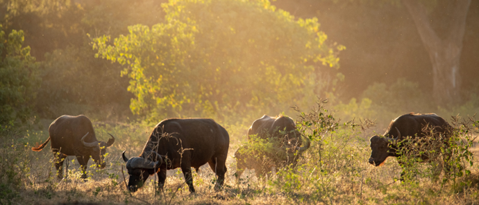 Zimbabwe Mana Pools Ingwe Pan Buffalo Zimbabwe Mana Pools Ingwe Pan Buffalo