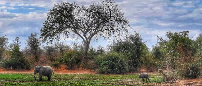 Zimbabwe Mana Pools Ingwe Pan Elephants At Pan Zimbabwe Mana Pools Ingwe Pan Elephants At Pan